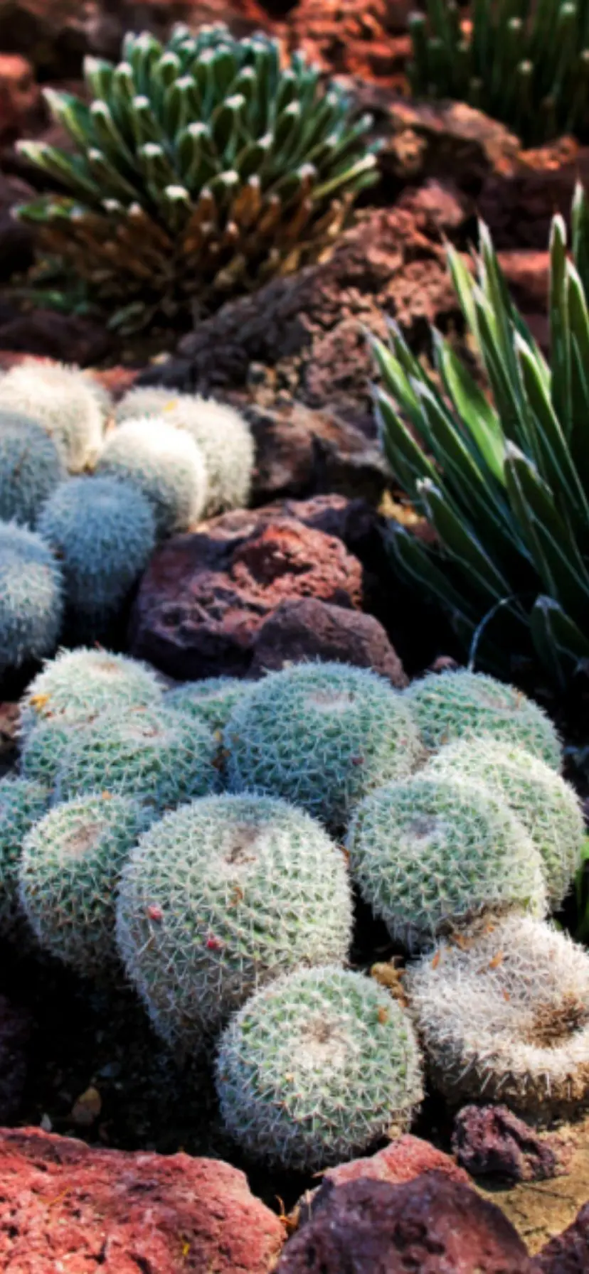 Cactus at Moorten Botanical Garden, Palm Springs