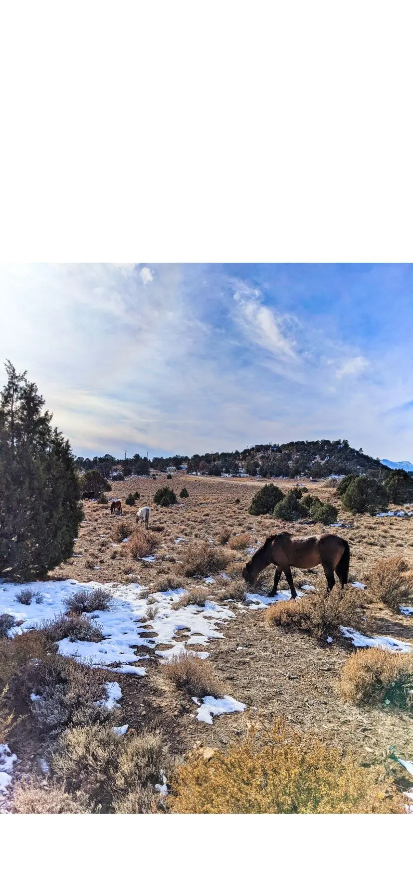 Wild horses at Washoe Lake near Reno Tahoe