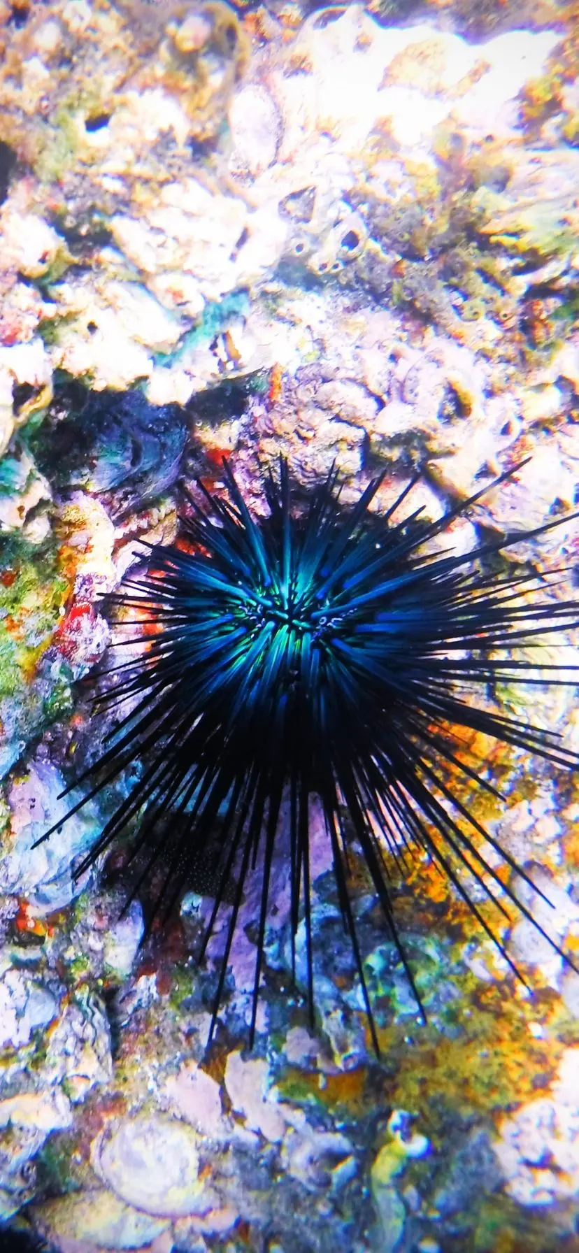 Colorful Sea Urchin at Cannery Beach, snorkeling Cabo San Lucas, Mexico