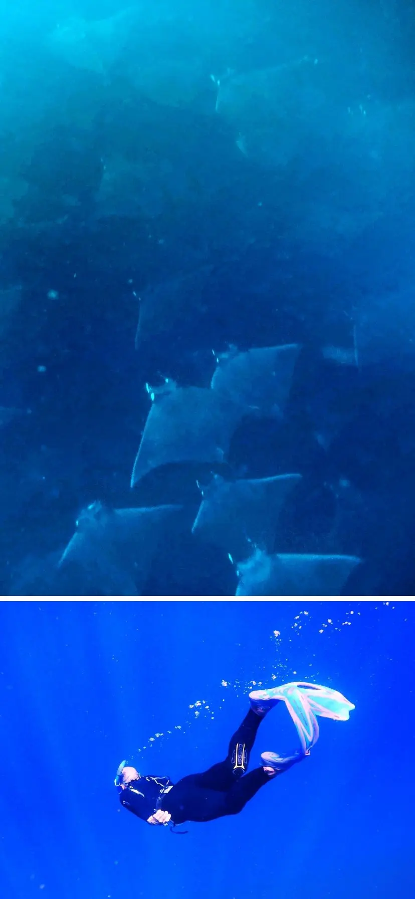 Mobula Rays underwater while free-diving and snorkeling off Cabo San Lucas