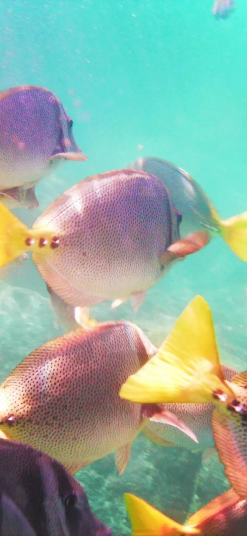 School of Surgeon fish which snorkeling at Bahia Sant Maria, Cabo San Lucas