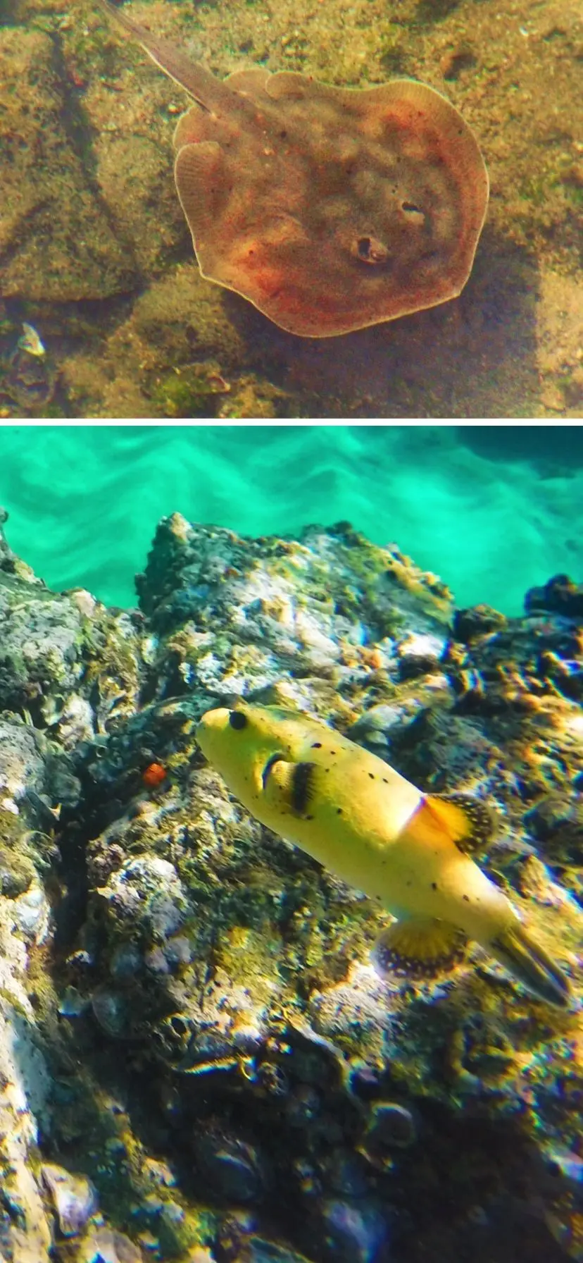 Sting ray and tropical fish while snorkeling in Cabo San Lucas