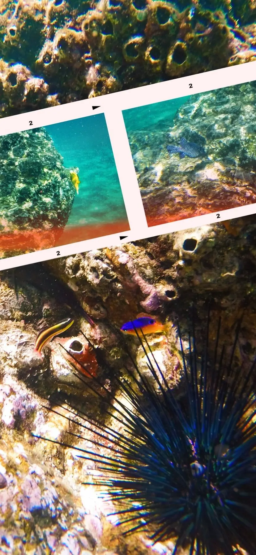 Fish and sea urchins at Cabo Pulmo National Park, Baja California Sur Mexico