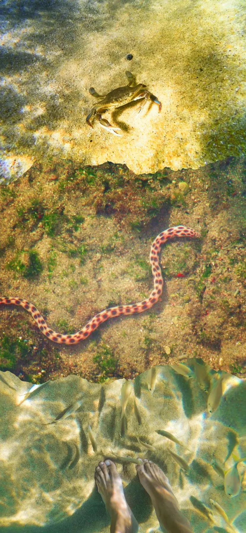 Crabs, sea snakes and fish at Playa Pacific, Snorkeling in Cabo San Lucas