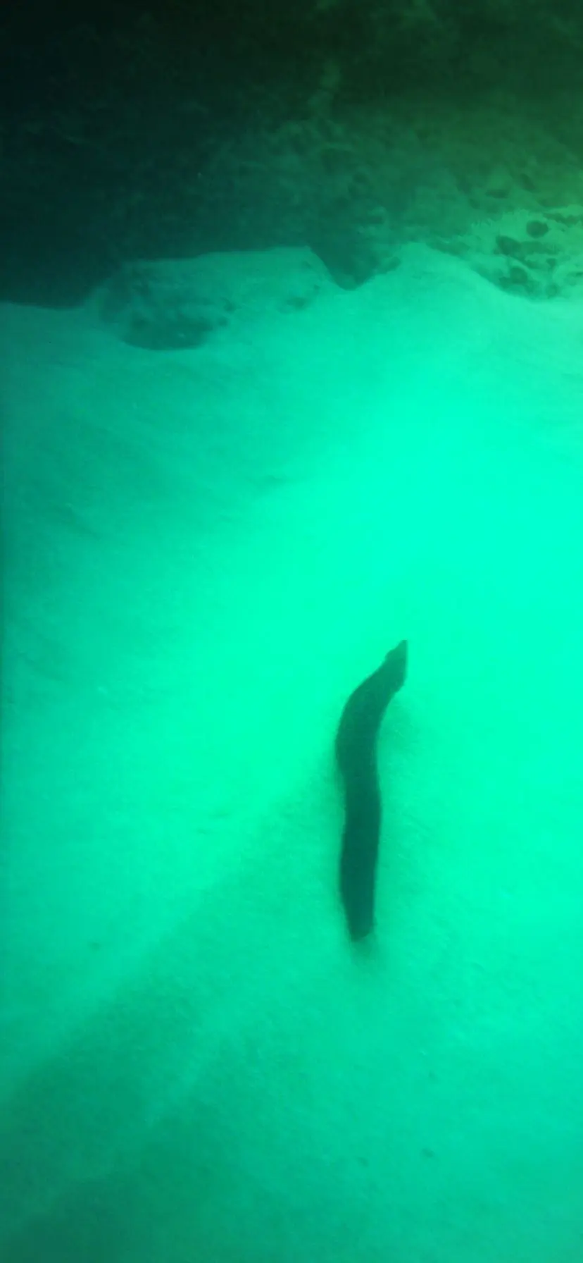 Moray Eel when snorkeling at Playa Pacific Cabo San Lucas