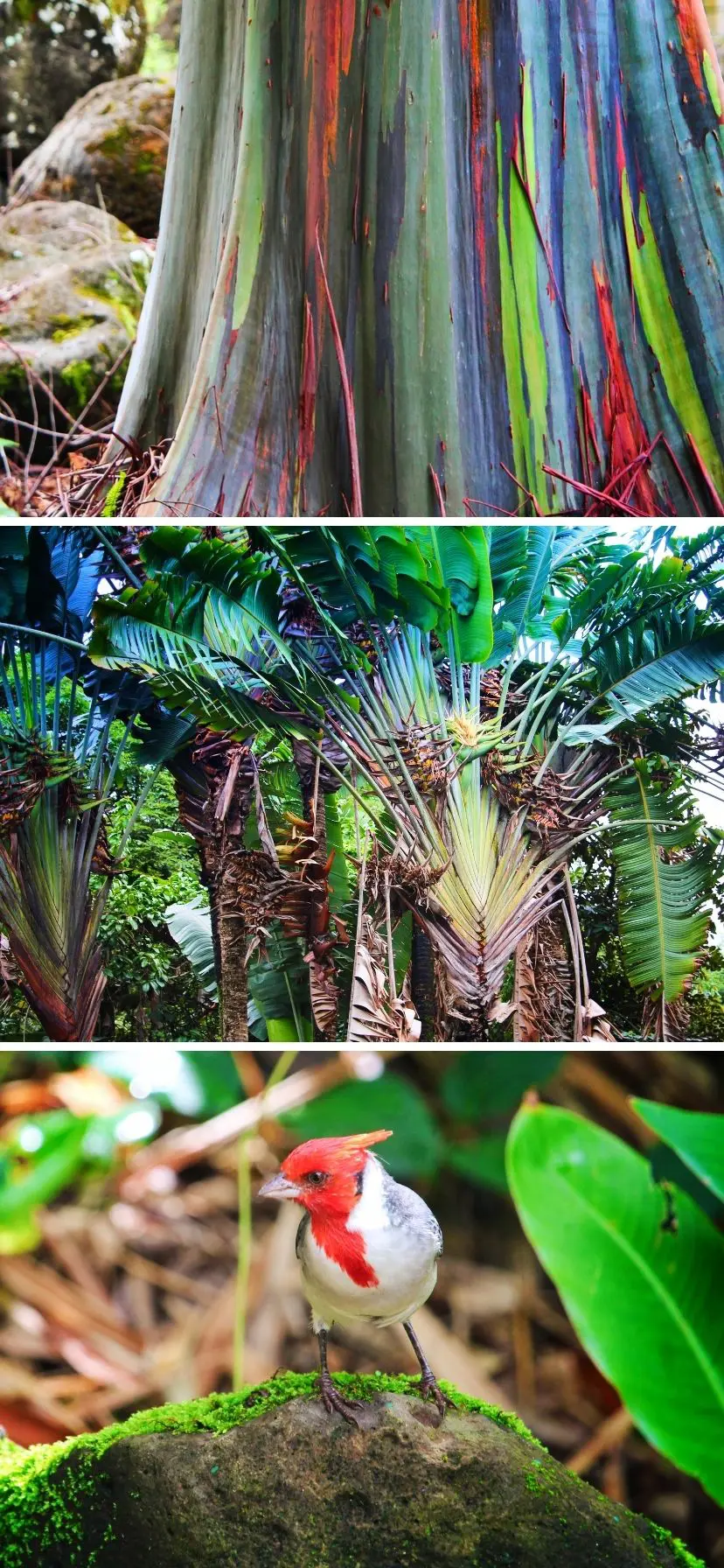 Rainbow eucalyptus, birds of paradise and tropical cardinal at Waimea Valley Botanical Garden, Oahu North Shore