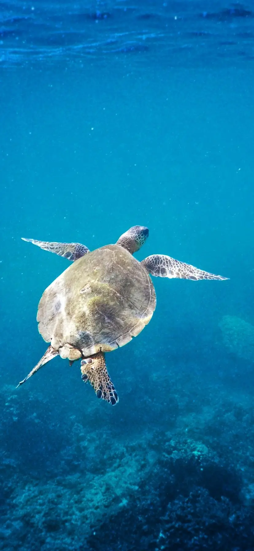 Underwater with Hawaiian Green Sea Turtle Honu, North Shore Oahu