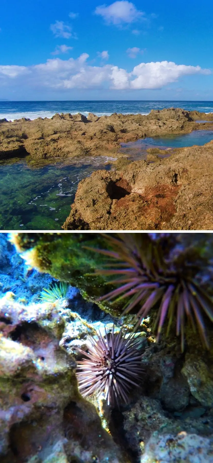 Snorkeling in Sharks Cove Haleiwa, Oahu North Shore