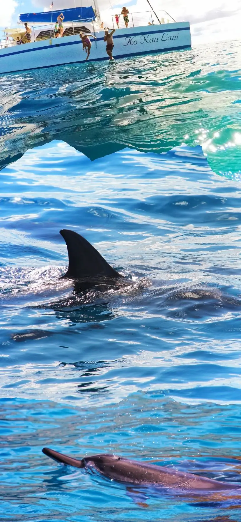 Hawaiian Spinner Dolphins from Catamaran Cruise