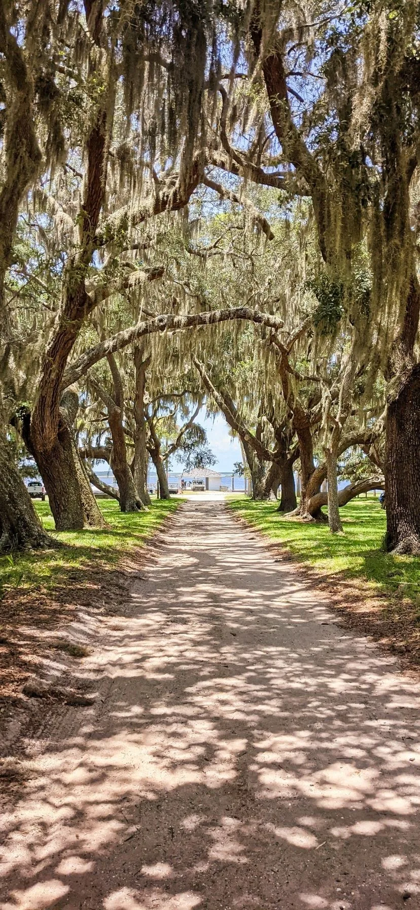 Tree Tunnel at Cumberland Island National Seashore