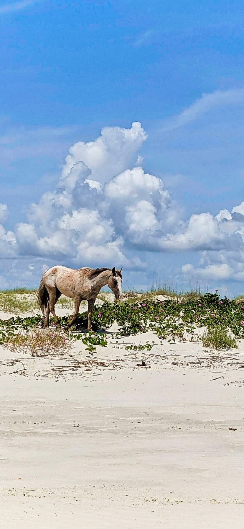 Wild Horses at Cumberland Island National Seashore