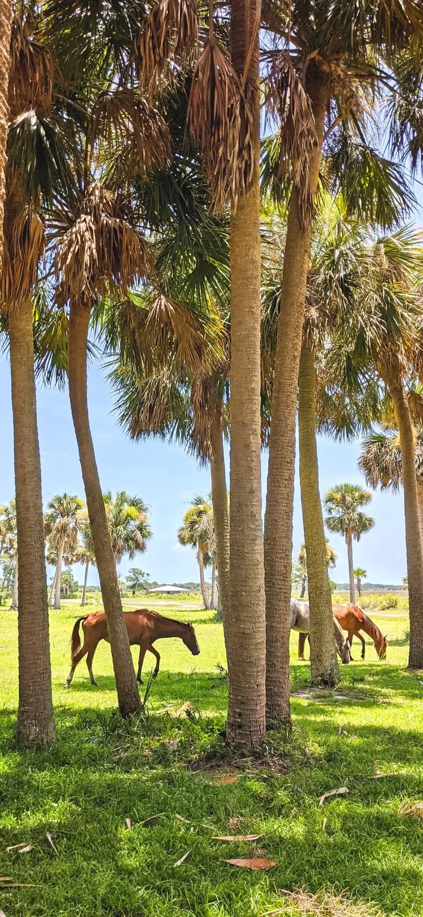 Wild Horses at Cumberland Island National Seashore