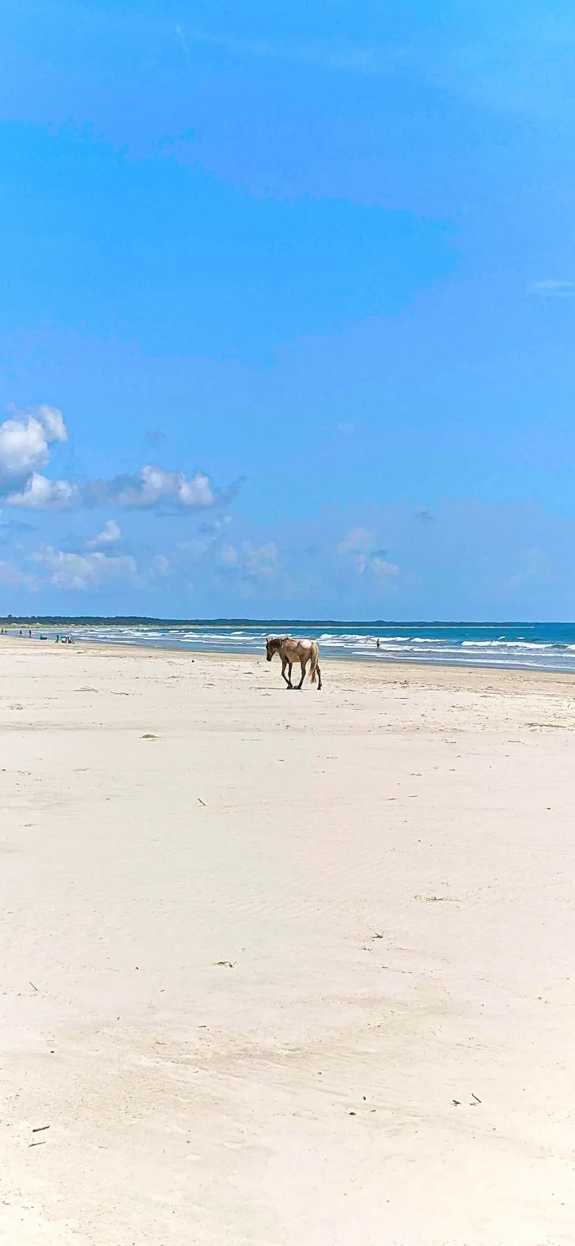 Wild Horses at Cumberland Island National Seashore