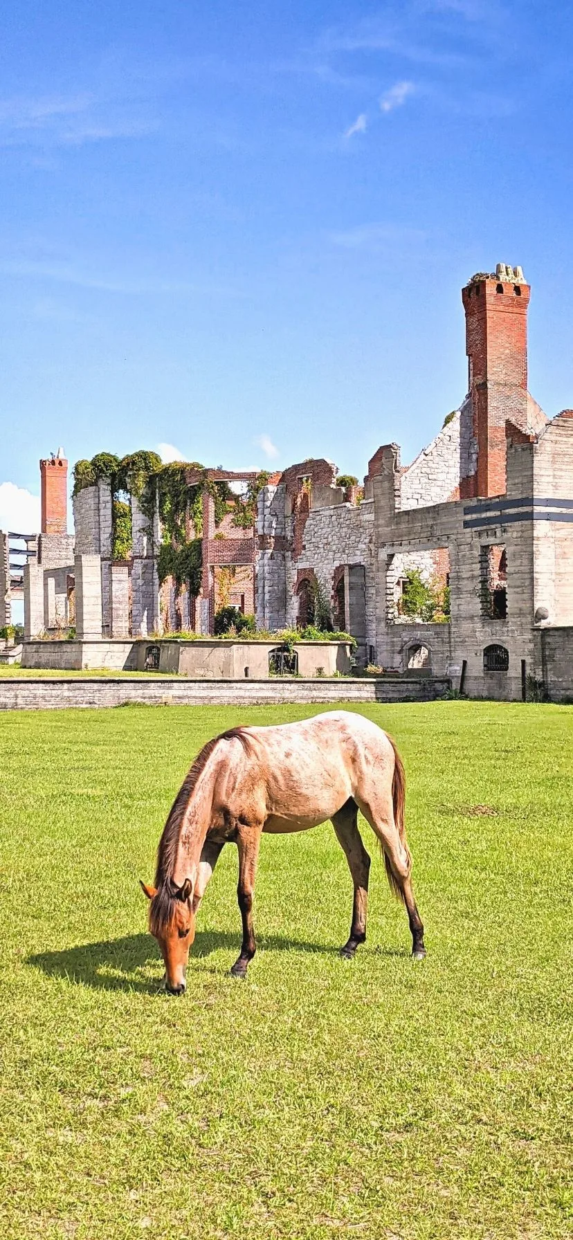 Wild Horses at Cumberland Island National Seashore