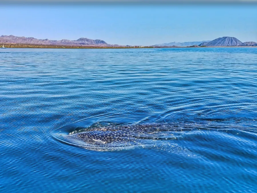 Whale Shark Surfacing in Bahia los Angeles Baja California Mexico 1