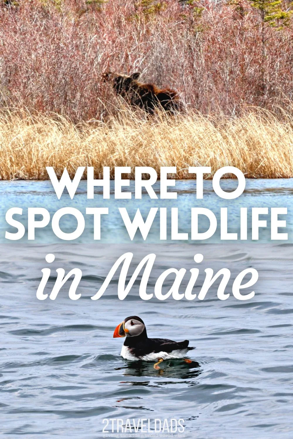 There is a lot of wildlife in Maine if you are patient and know where to look. Between unique animals, including moose and puffins, and more common but still amazing wildlife, such as black bears, this guide will help you spot them all (with some luck!).