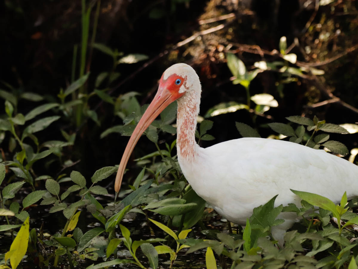 White Ibis at Edward Ball Wakulla Springs State Park Tallahassee Florida 1
