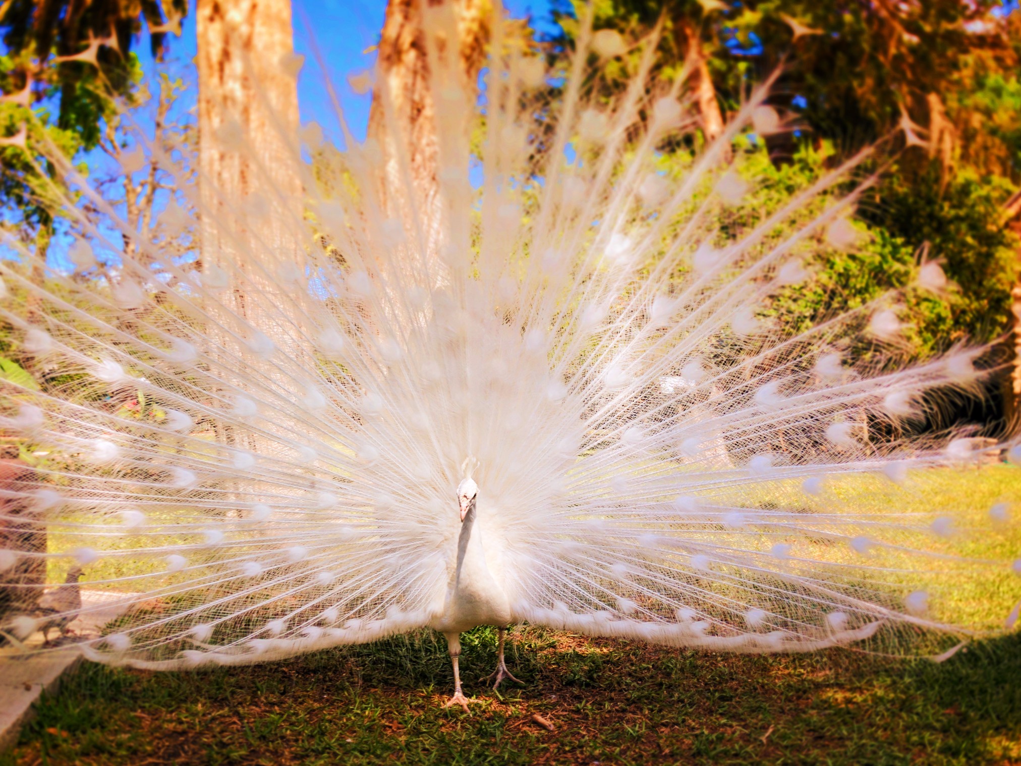 White Peacock at the Fountain of Youth St Augustine 2