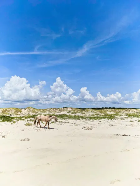 Wild Horse on Beach at Cumberland Island National Seashore Coastal Georgia 5