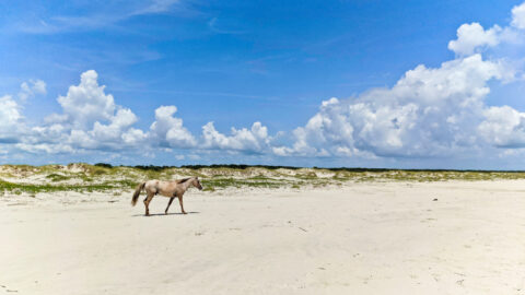 Cumberland Island Nat’l Seashore: Wild Horses and Beautiful Beaches