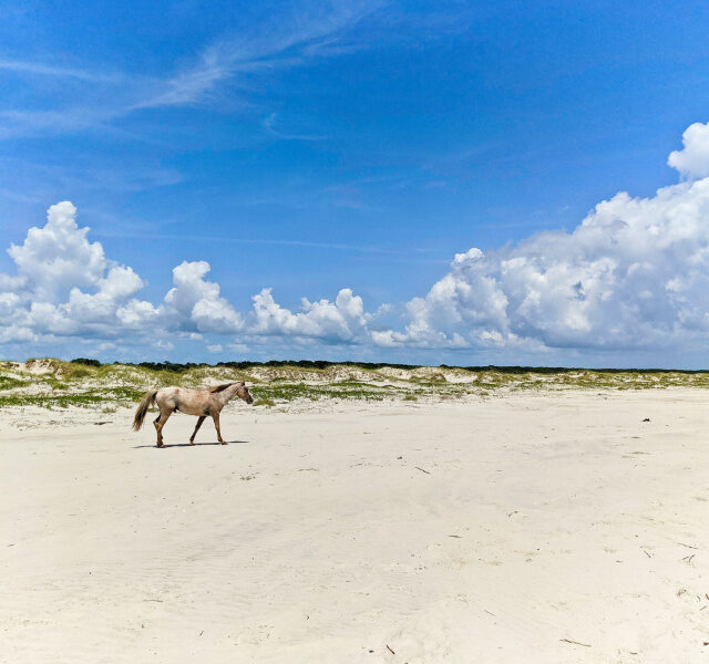 Wild Horse on Beach at Cumberland Island National Seashore Coastal Georgia 6