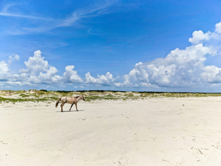 Cumberland Island Nat’l Seashore: Wild Horses and Beautiful Beaches