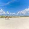 Wild Horse on Beach at Cumberland Island National Seashore Coastal Georgia 6