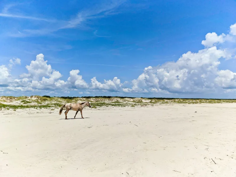 Wild Horse on Beach at Cumberland Island National Seashore Coastal Georgia 6