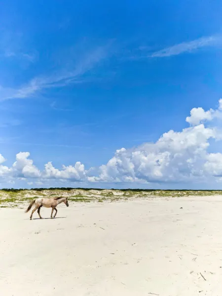 Wild Horse on Beach at Cumberland Island National Seashore Coastal Georgia 7