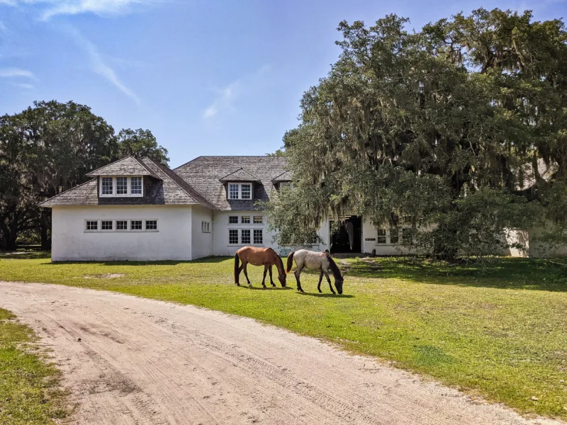 Wild Horses at Cumberland Island National Seashore Coastal Georgia 5