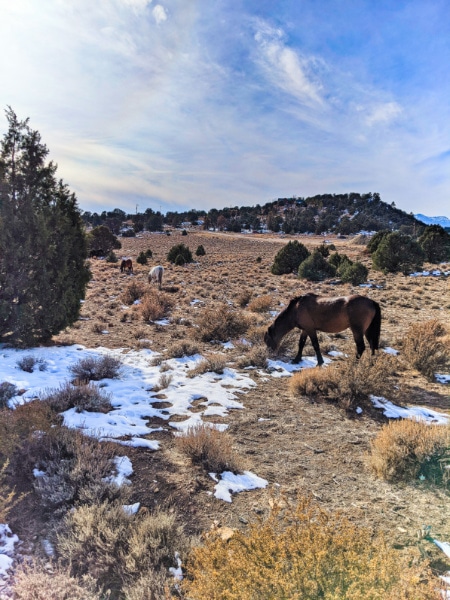 Wild Horses outside Virginia City Nevada 2020 1