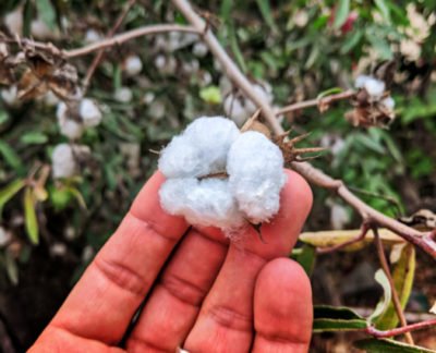 Wild cotton growing in Todos Santos Baja California Sur 1