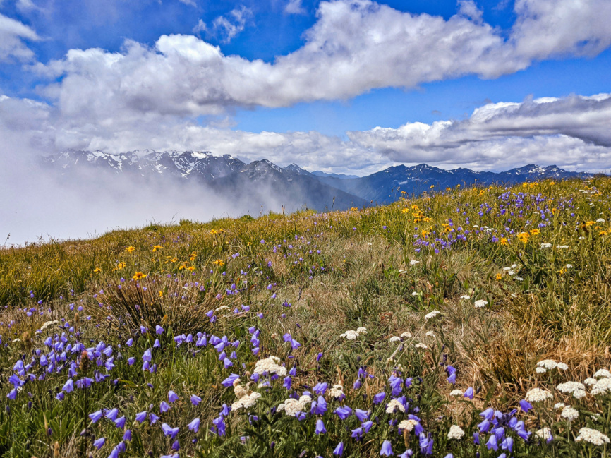 Wildflowers Hurricane Ridge Olympic National Park Washington 2