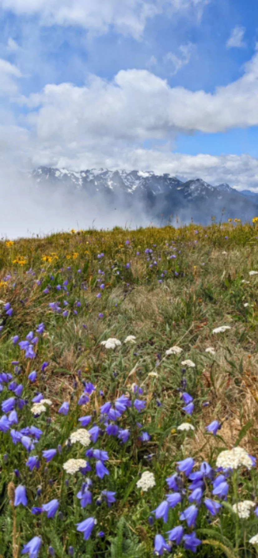 Wildflowers at Hurricane Ridge Olympic National Park