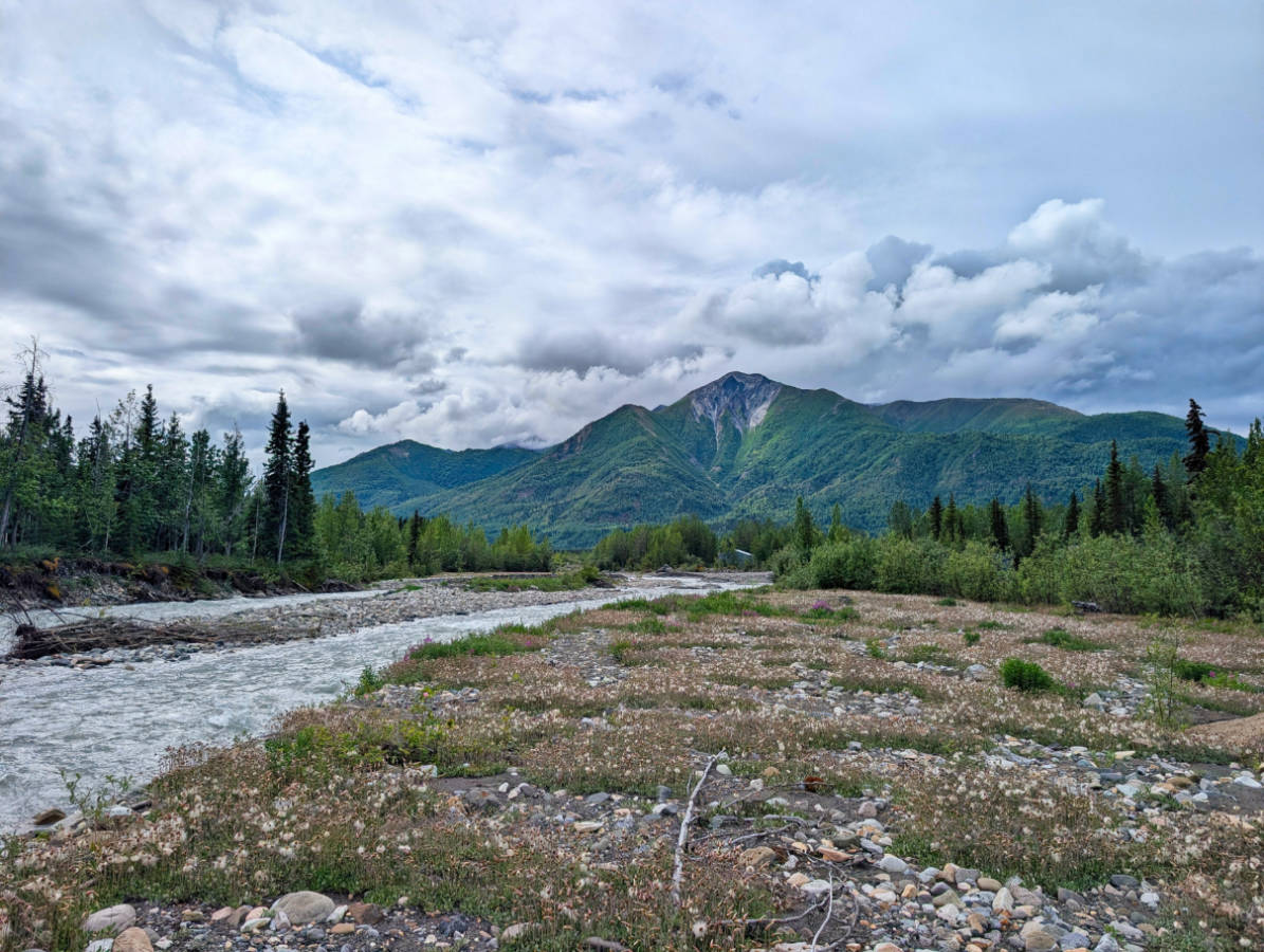Wildflowers on Riverbanks of McCarthy Creek Alaska