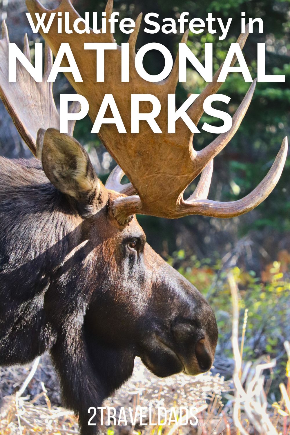 Wildlife safety in National Parks is very important, both for enjoying nature and protecting yourself and the wild animals. Tips and rules for having safe experiences with wildlife in National Parks.