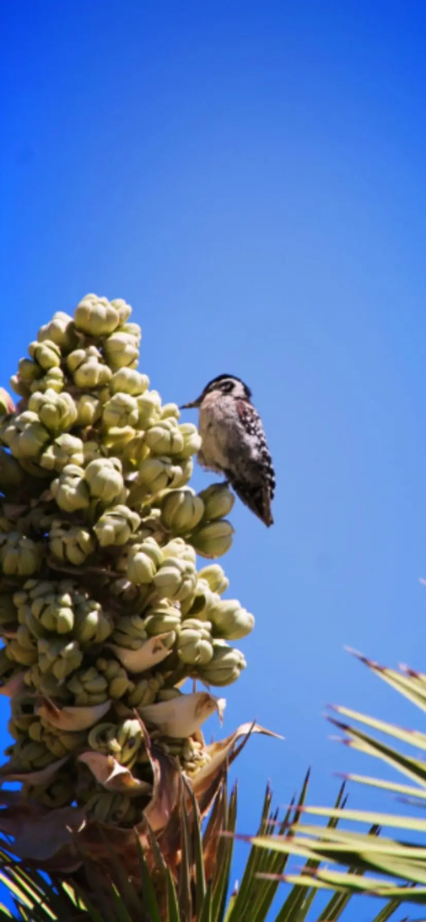 Wildlife at Joshua Tree National Park