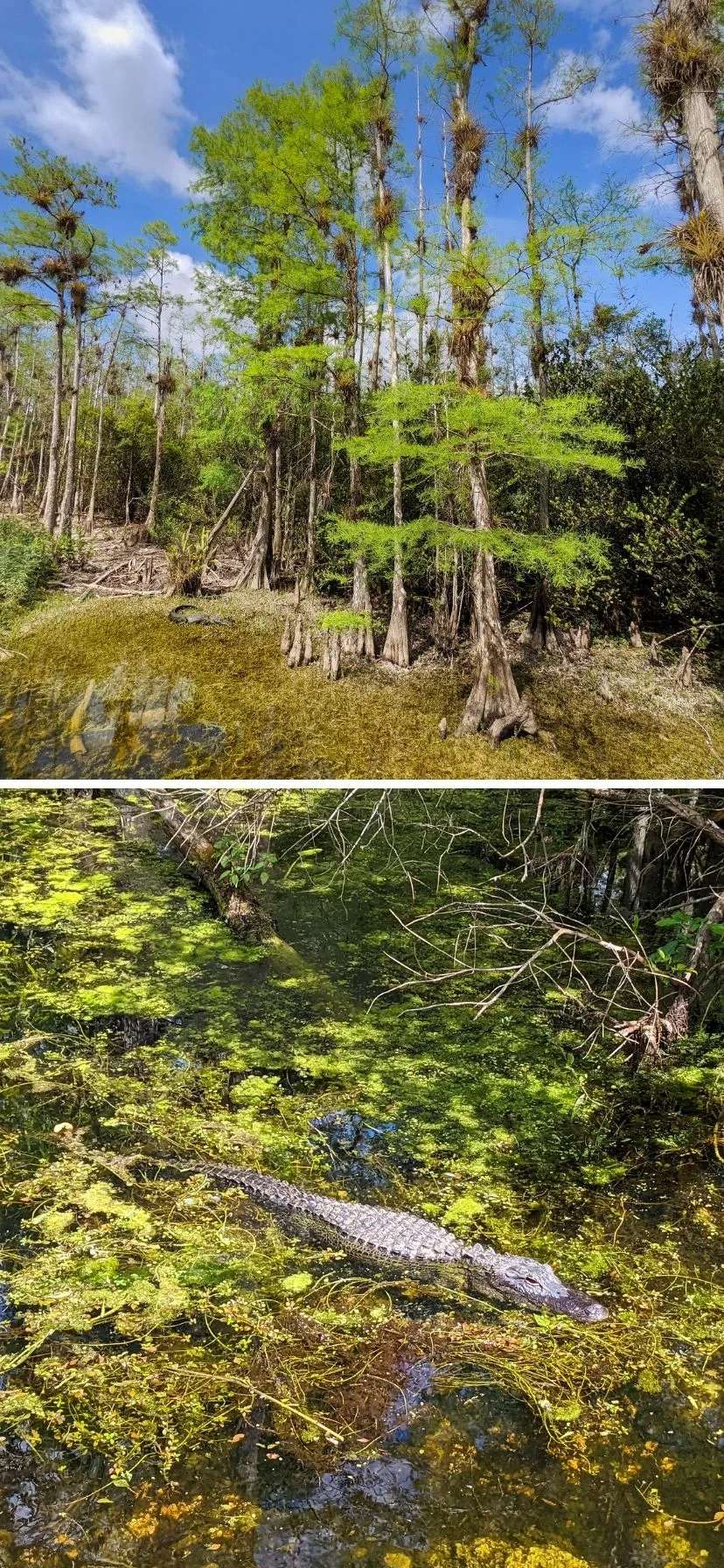 Wildlife in Cypress Swamp in Big Cypress National Preserve Florida