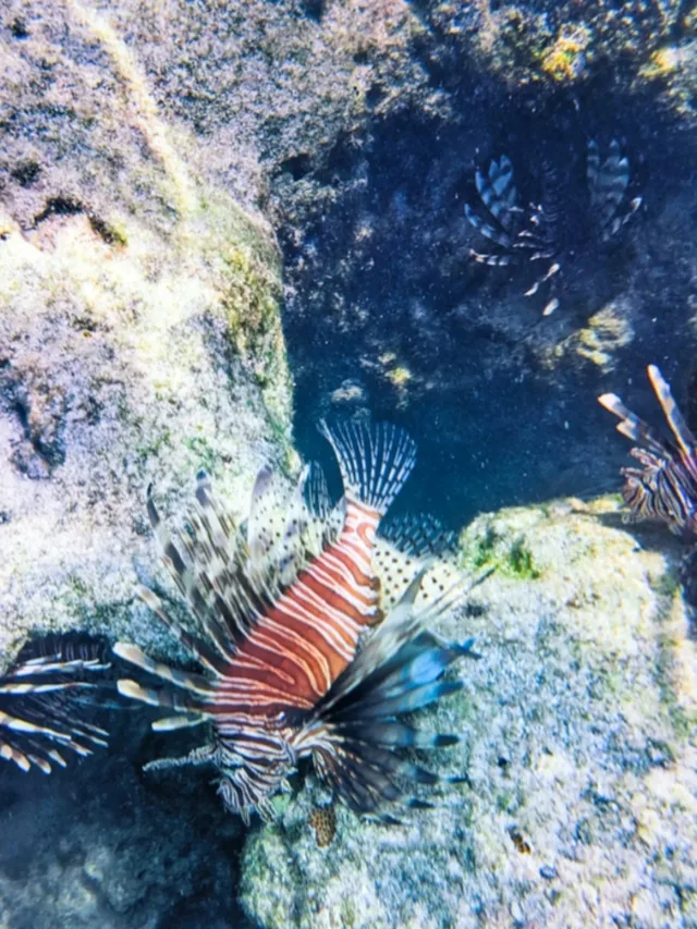 Wildlife in the Florida Keys Web Story Cover