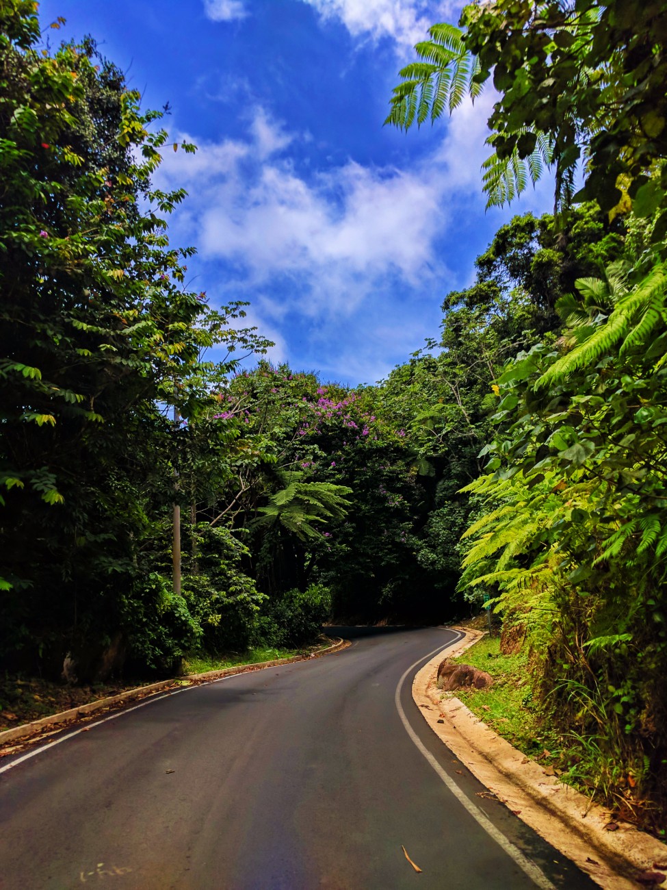 Winding road in Rainforest El Yunque National Forest Puerto Rico 1
