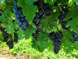 Wine grapes at Casa Larga Winery Rochester New York 1