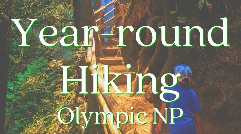 These are the best year round hikes in Olympic National Park that you can do in any weather! Beach and rainforest hiking, views and quiet forests. #hiking #washington #olympicnationalpark #outdoors