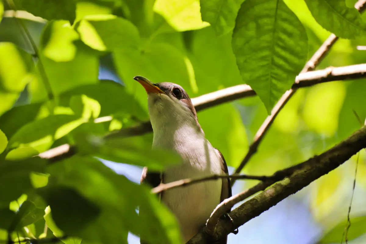 Yellow Billed Cuckoo Bird in Congaree National Park Columbia South Carolina 2