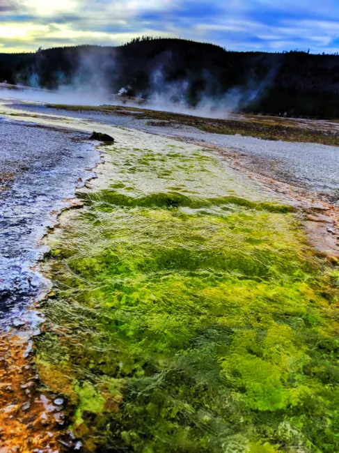 Yellow thermophiles in stream at Biscuit Basin Geysers Yellowstone National Park Wyoming 2