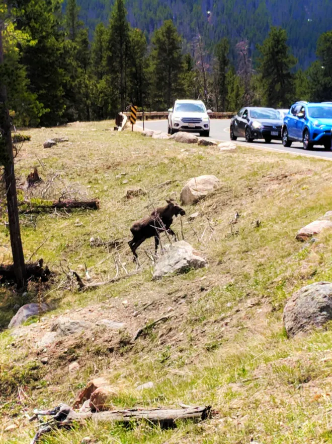 Young Moose in Rocky Mountain National Park Colorado 1