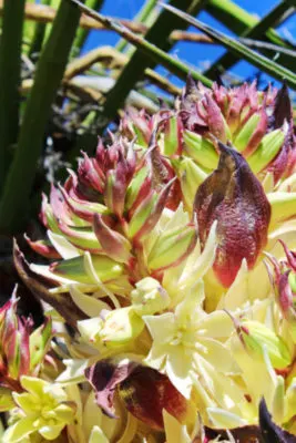 Yucca flowers in superbloom Joshua Tree National Park California 4