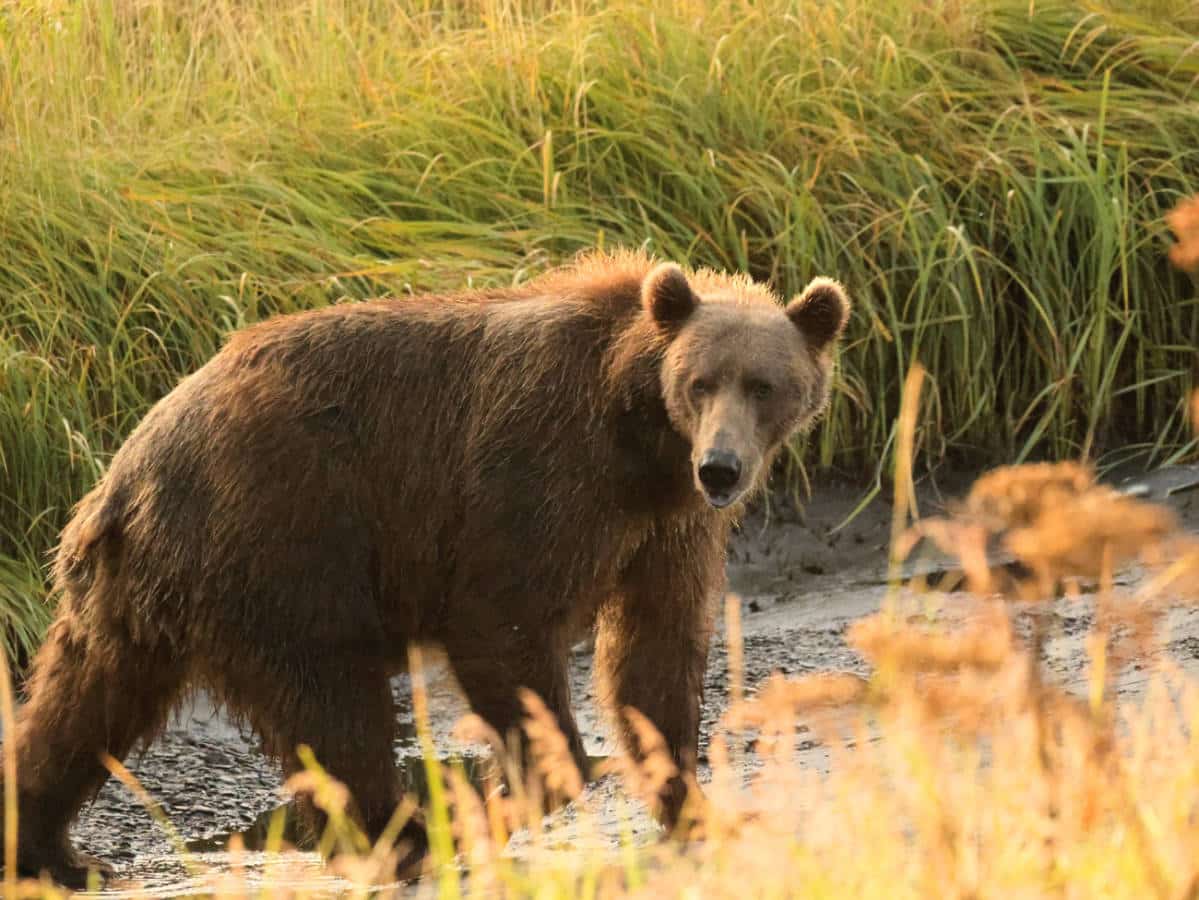 Brown Bear in Grass on Kodiak Island Alaska