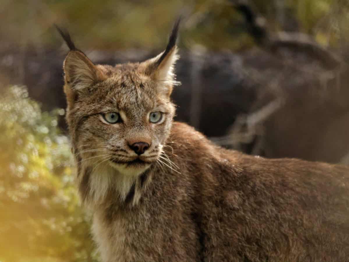 Lynx in Valley of 10K Smokes in Katmai National Park Alaska