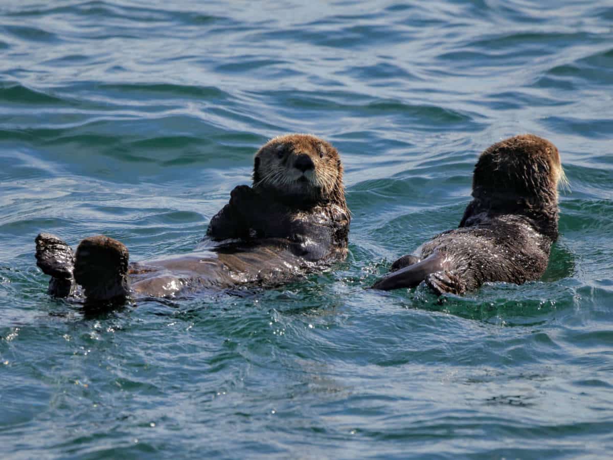 Two Sea Otters on Glacier Bay National Park Boat Tour Gustavus Alaska