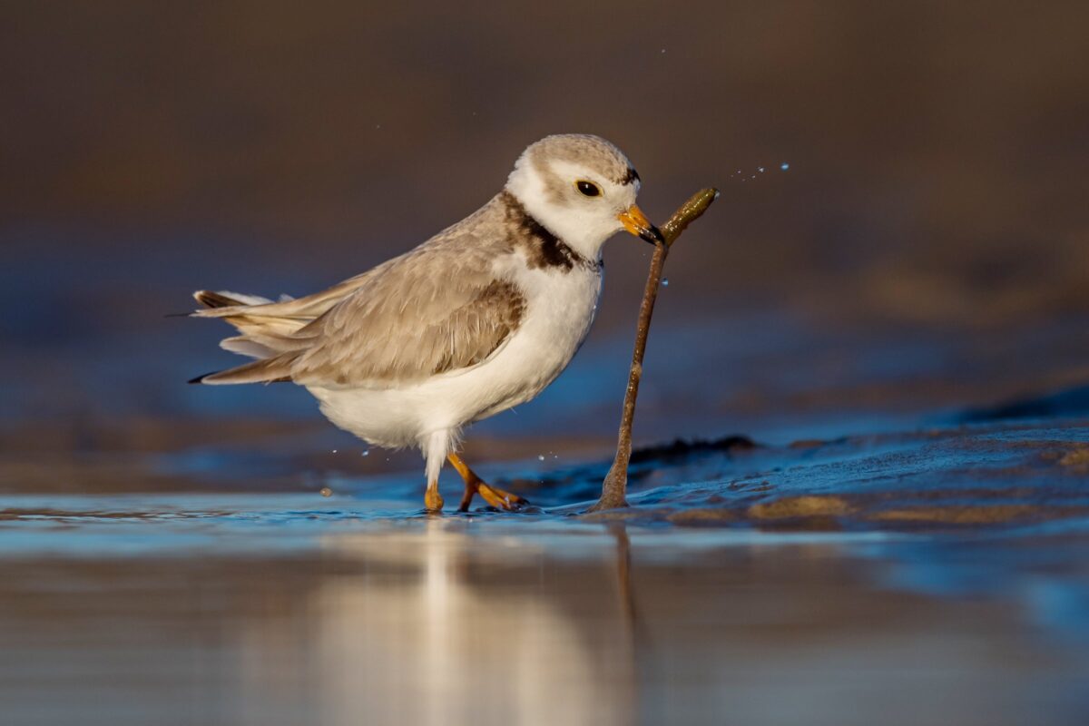 Birdwatching In The Florida Keys: Beautiful Birds (and The Scoop On ...